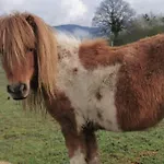 Au Gres Des Vosges فيلة Remoneix