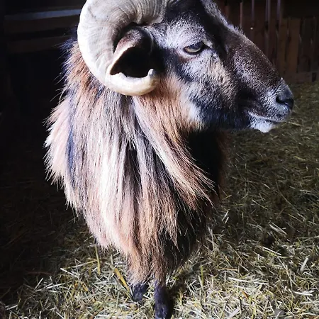 Vila Au Gres Des Vosges