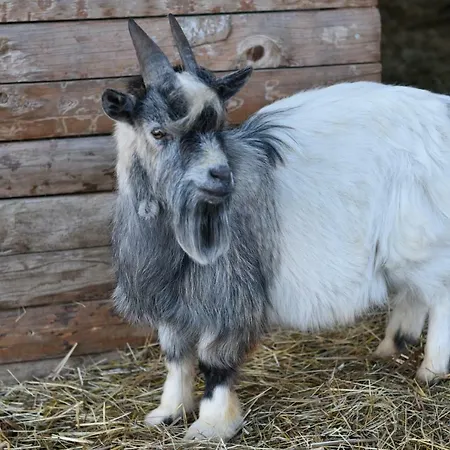 Vila Au Gres Des Vosges