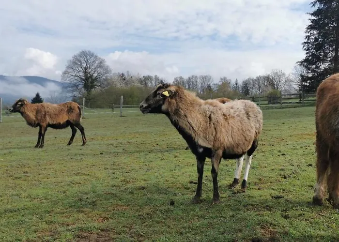 Au Gres Des Vosges Vila Remoneix
