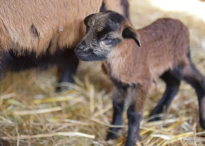 Au Gres Des Vosges Remoneix